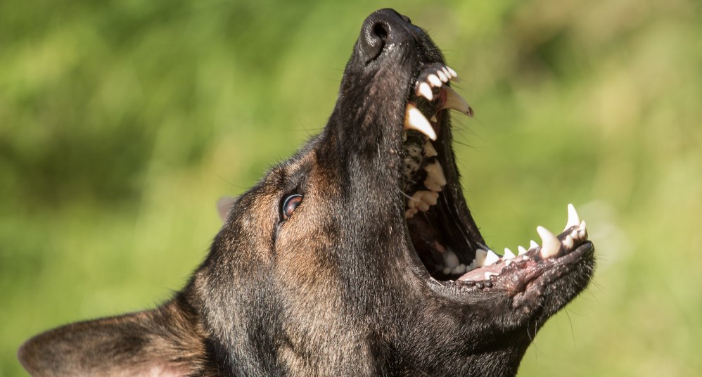 Zelfverdediging doden van hond geaccepteerd in zaak mr. Sander Arts