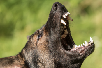 Zelfverdediging doden van hond geaccepteerd in zaak mr. Sander Arts